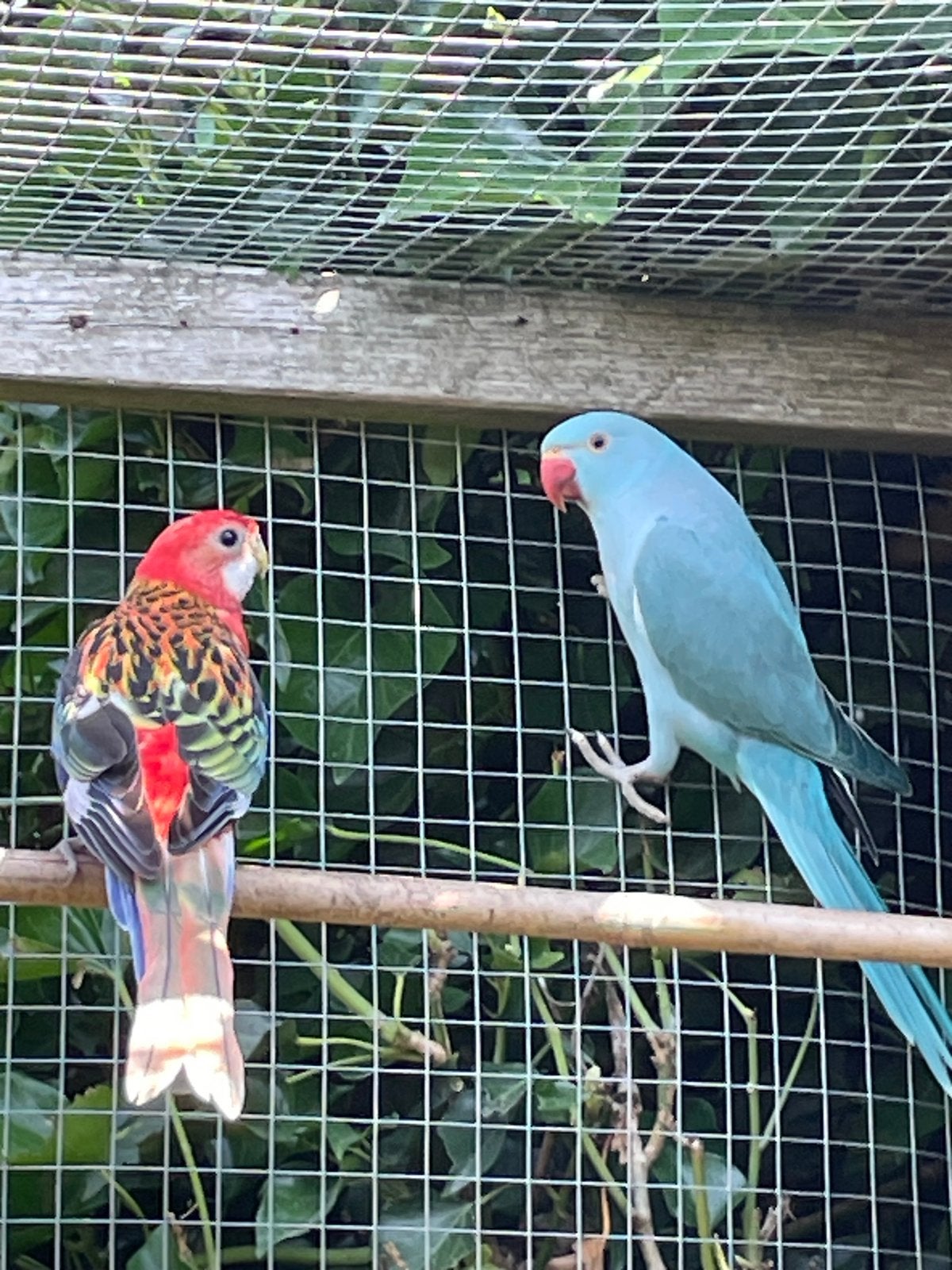 Jonge halsbandparkiet, Dieren en Toebehoren, Geslacht onbekend, Parkiet