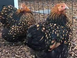 Cochin krielkippen in verschillende kleuren, Dieren en Toebehoren, Pluimvee, Vrouwelijk, Kip