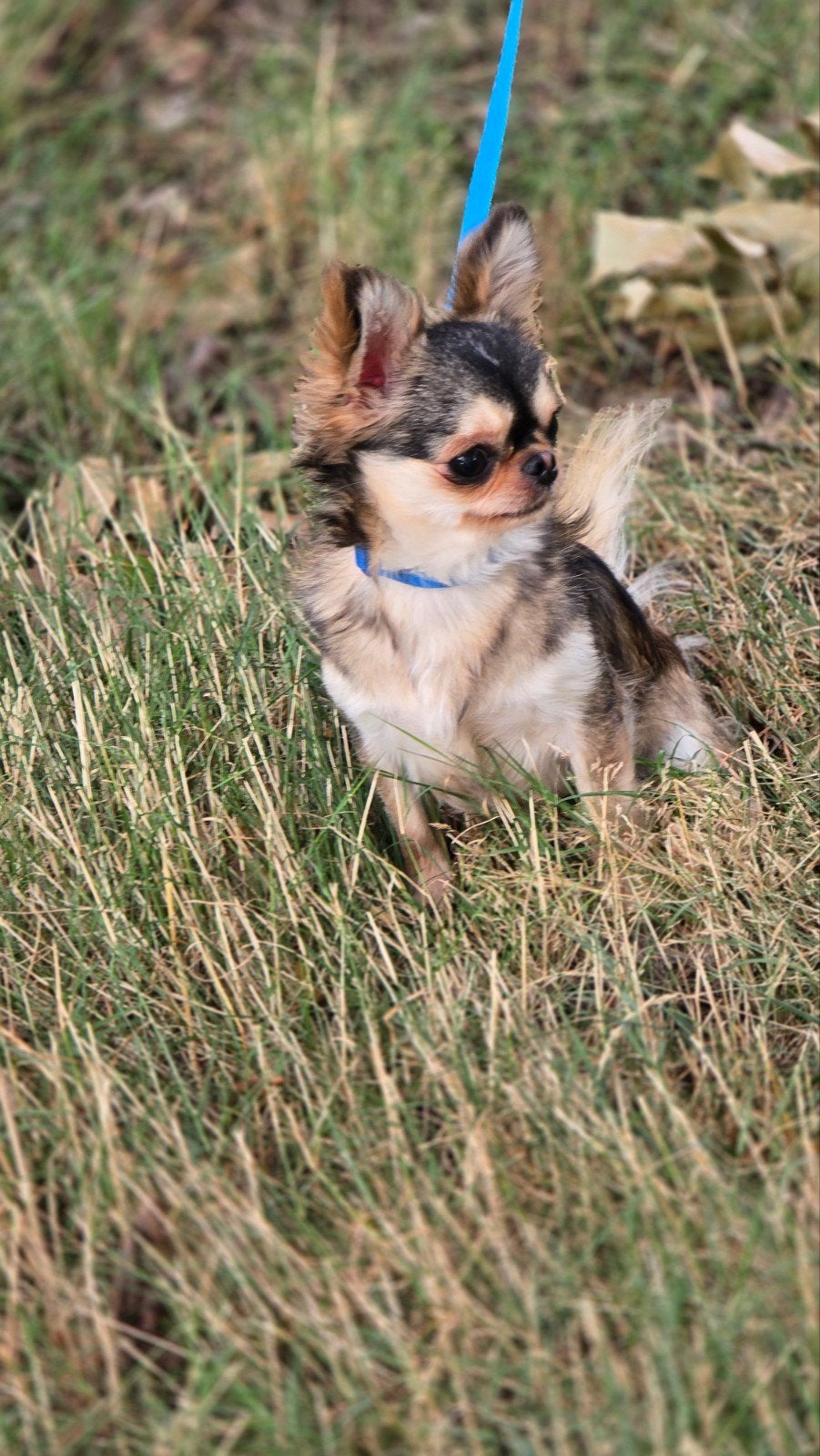 Prachtige mini chihuahua reutje van 1.5  met arfe stamboom, Dieren en Toebehoren, Honden | Chihuahua's en Gezelschapshonden, Parvo
