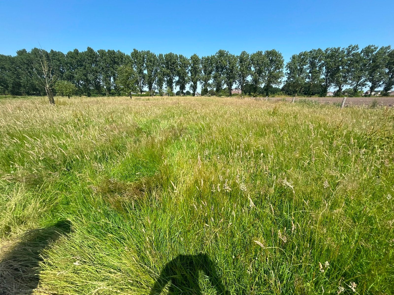 Midi hooi balen, Dieren en Toebehoren, Ophalen