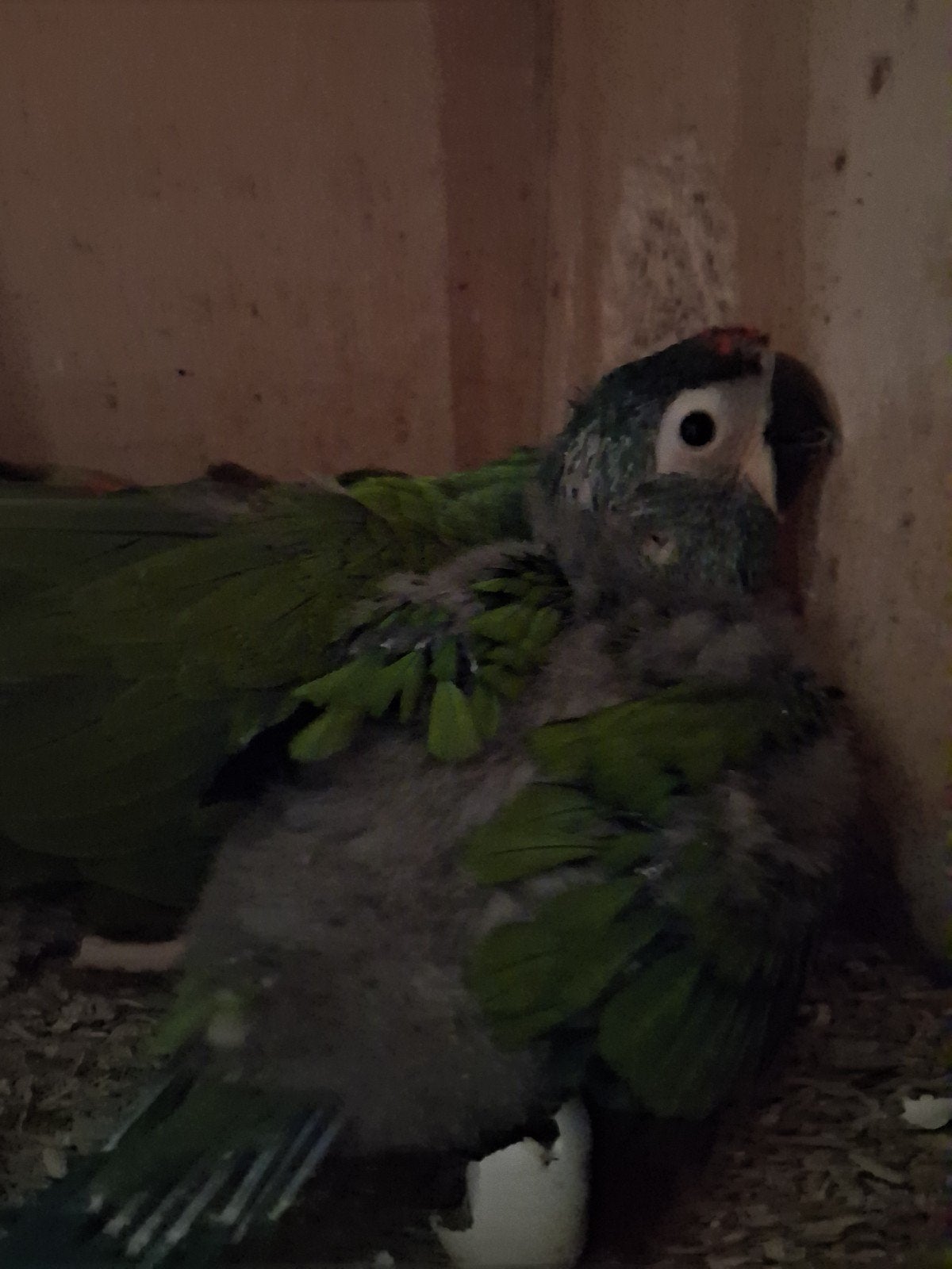 ara maracana, Meerdere dieren, Papegaai, Geringd