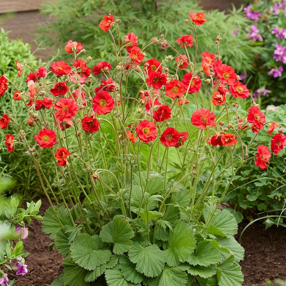 36 geum tempest fiery (vaste plant), Tuin en Terras, Ophalen, Overige soorten, Volle zon