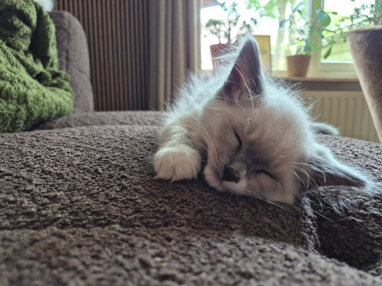 1 ragdoll kitten een mannetje, Dieren en Toebehoren, Meerdere dieren