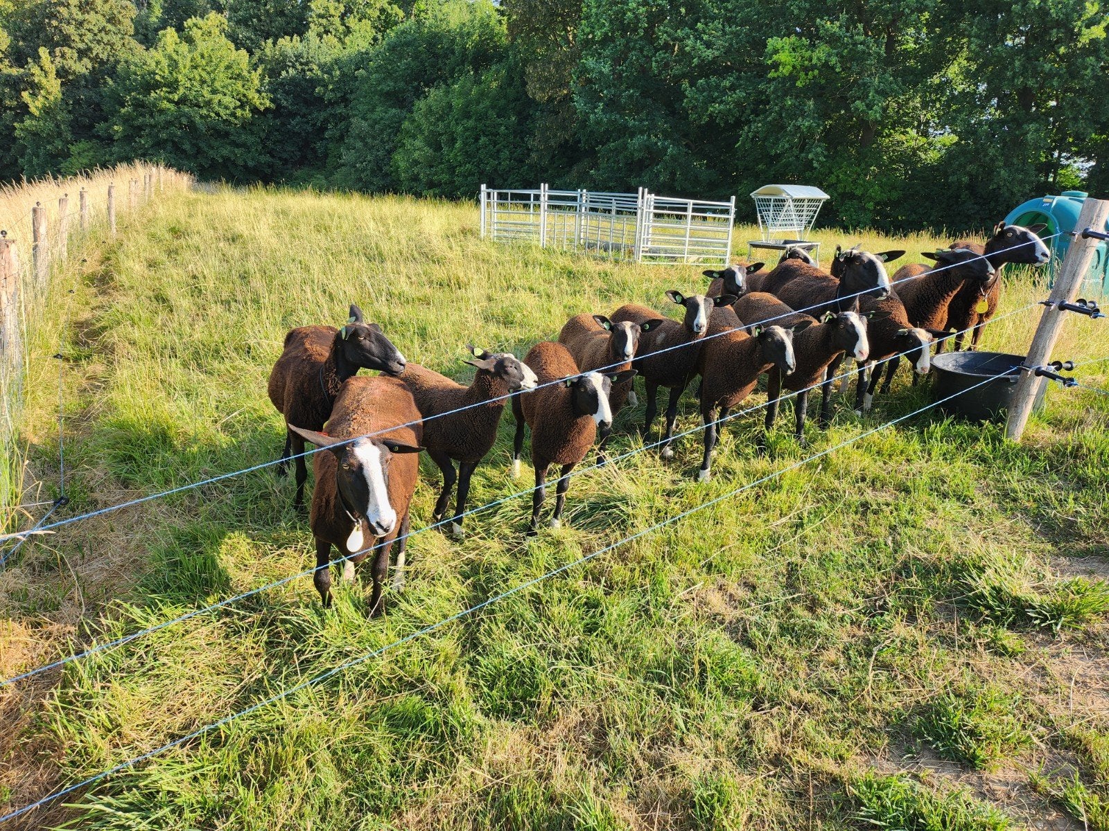 Zwartbles, nierfalenvrij., ARR/ARR, zwoegervrij, gevacc., Meerdere dieren, Schaap