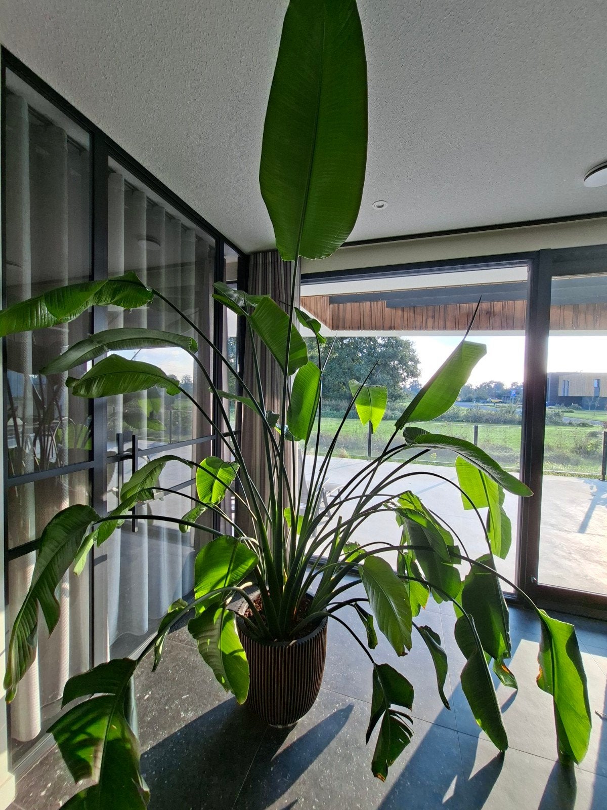 Grote Strelitzia in Capi pot goud/zwart, Ophalen, Zo goed als nieuw, Goud, Kunststof