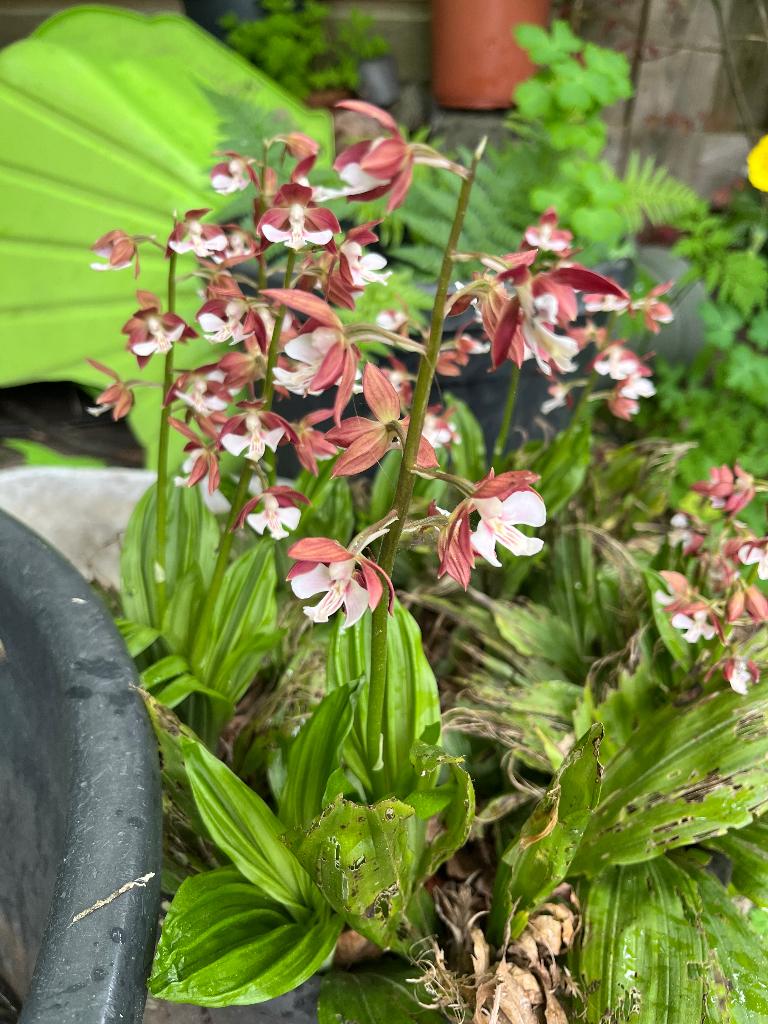 Grote pot calanthe orchidee winterhard tuin orchidee, Vaste plant, Volledige schaduw, Lente, Ophalen