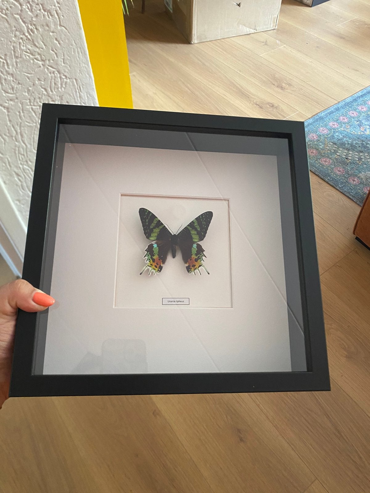 Ingelijstje vlinder taxidermie Urania Ripheus, Ophalen of Verzenden