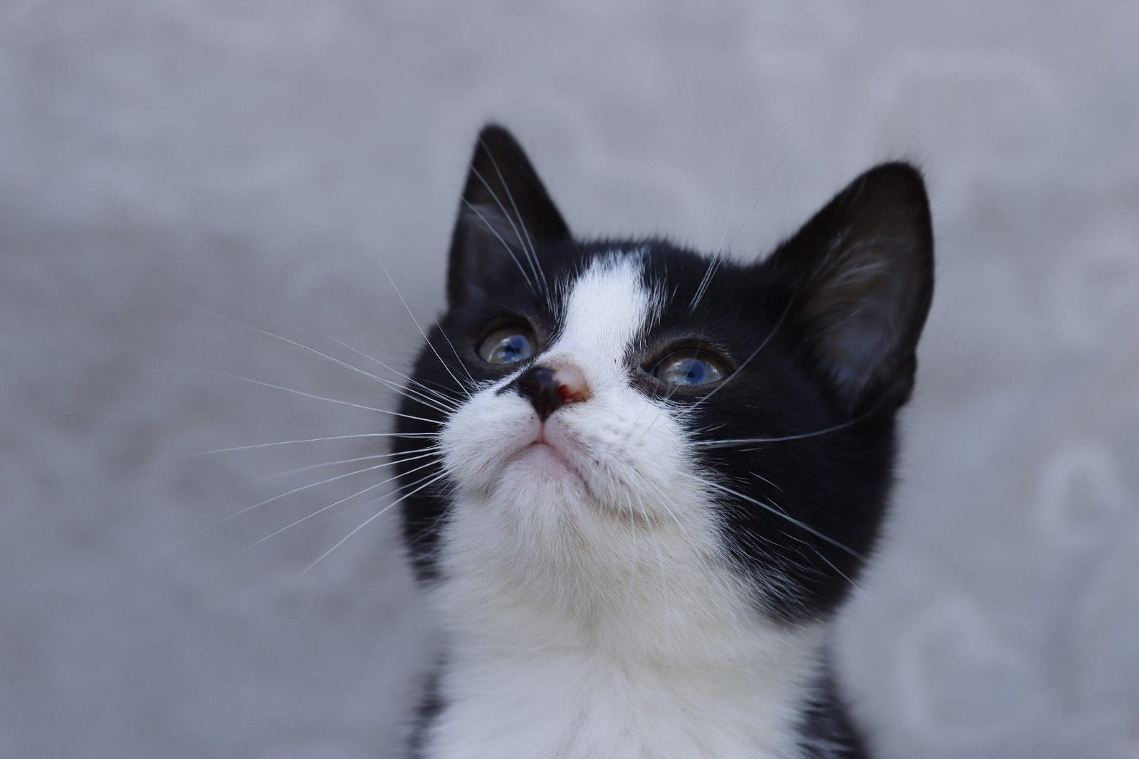 Kittens, Dieren en Toebehoren, Meerdere dieren