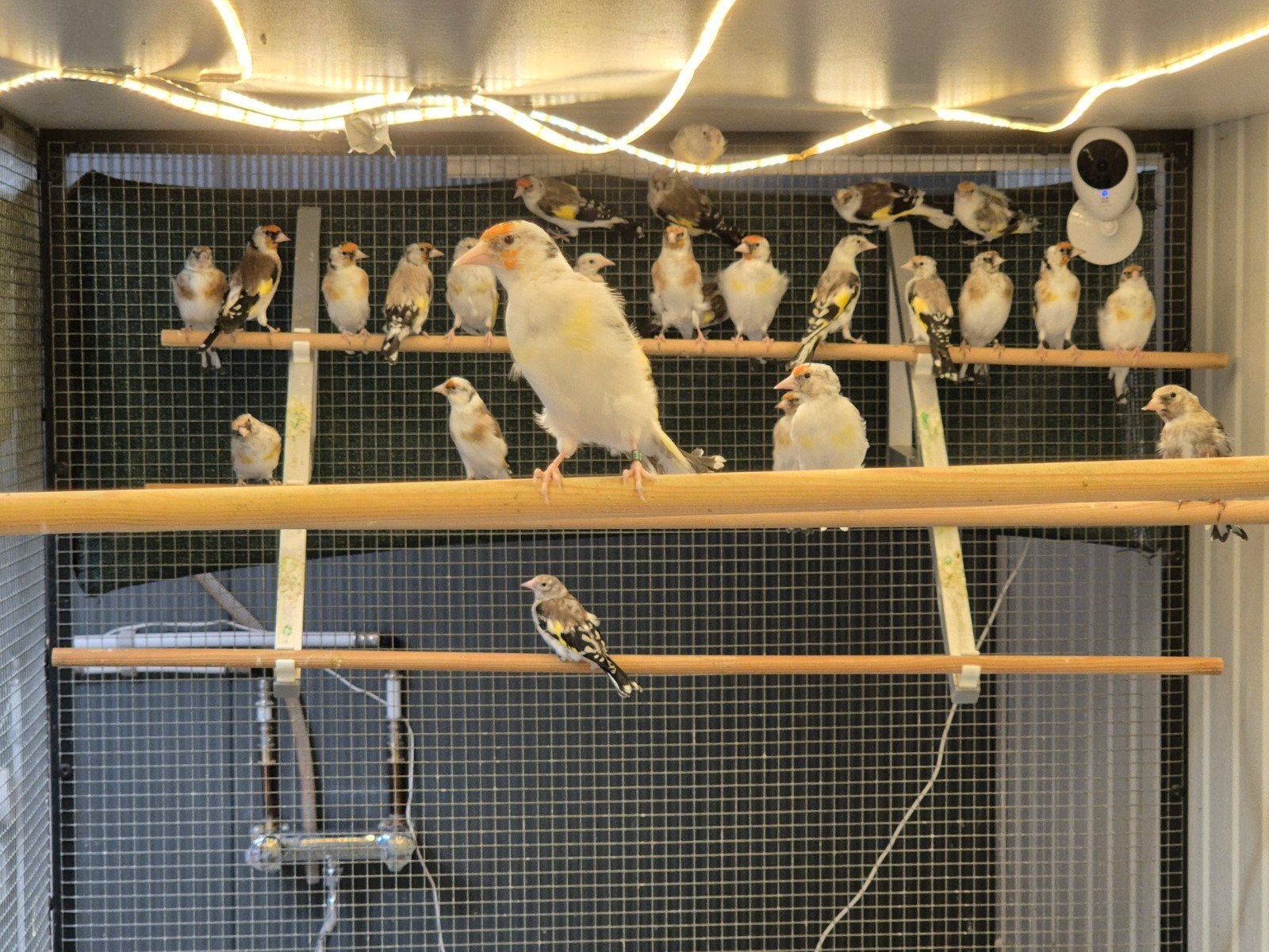 majoor putters, Meerdere dieren, Wildzangvogel