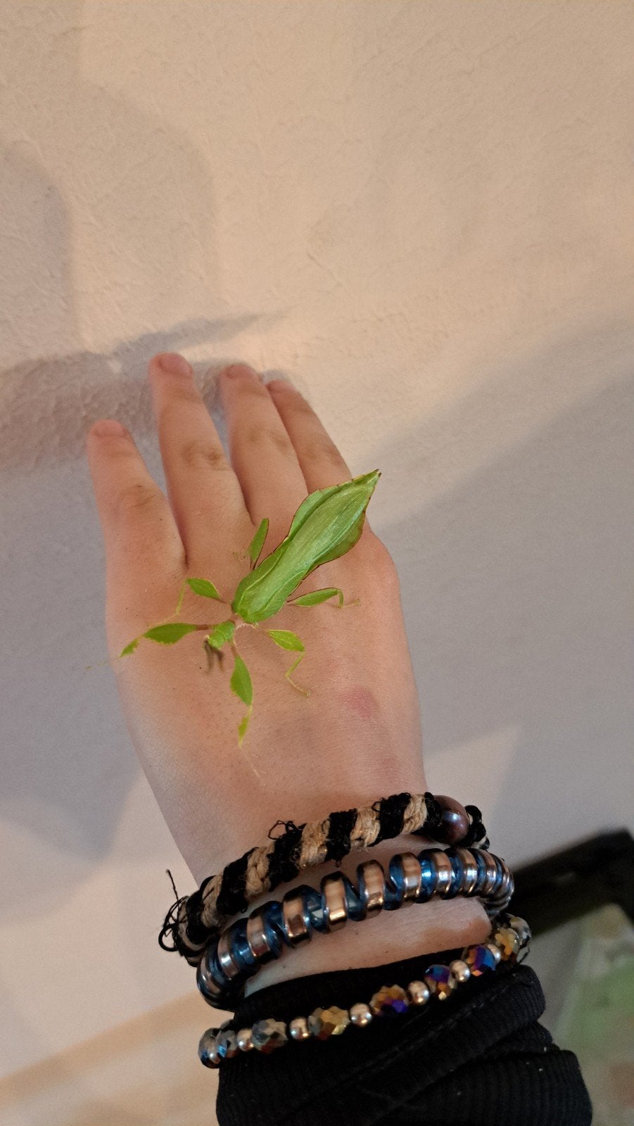 Wandelend blad jongvolwassen Man, Dieren en Toebehoren, Insecten en Spinnen, Overige soorten