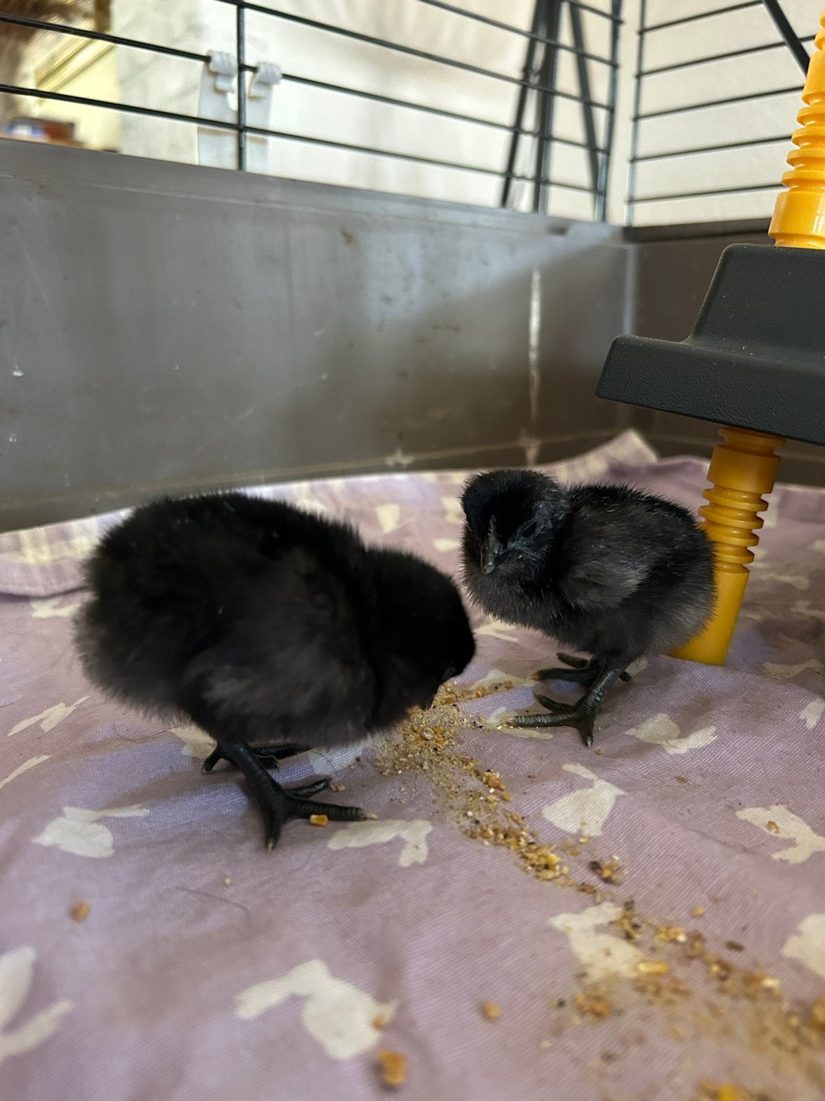 Ayam Cemani kuikens, Geslacht onbekend, Kip
