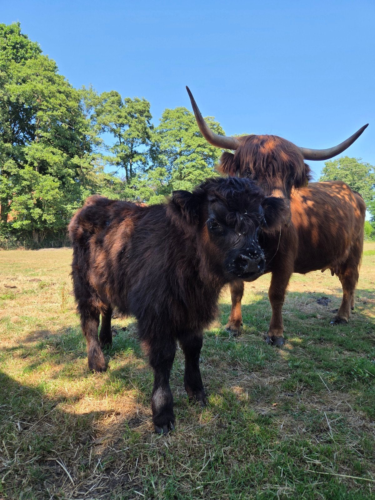 mooi koppel schotse hooglanders tekoop!, Meerdere dieren, 0 tot 2 jaar
