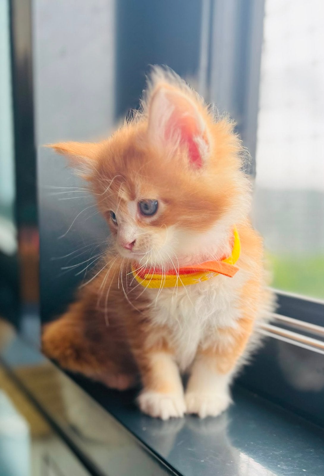 Maine Coon kittens, Dieren en Toebehoren, Meerdere dieren