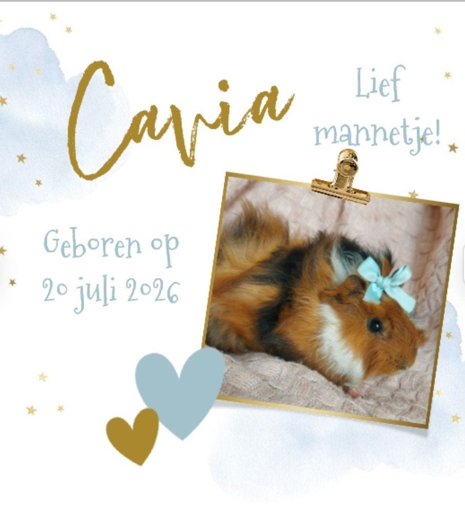 Gezonde, lieve tamme jonge cavia, Beertje, Dieren en Toebehoren, Cavia, Mannelijk, Juli, Tam