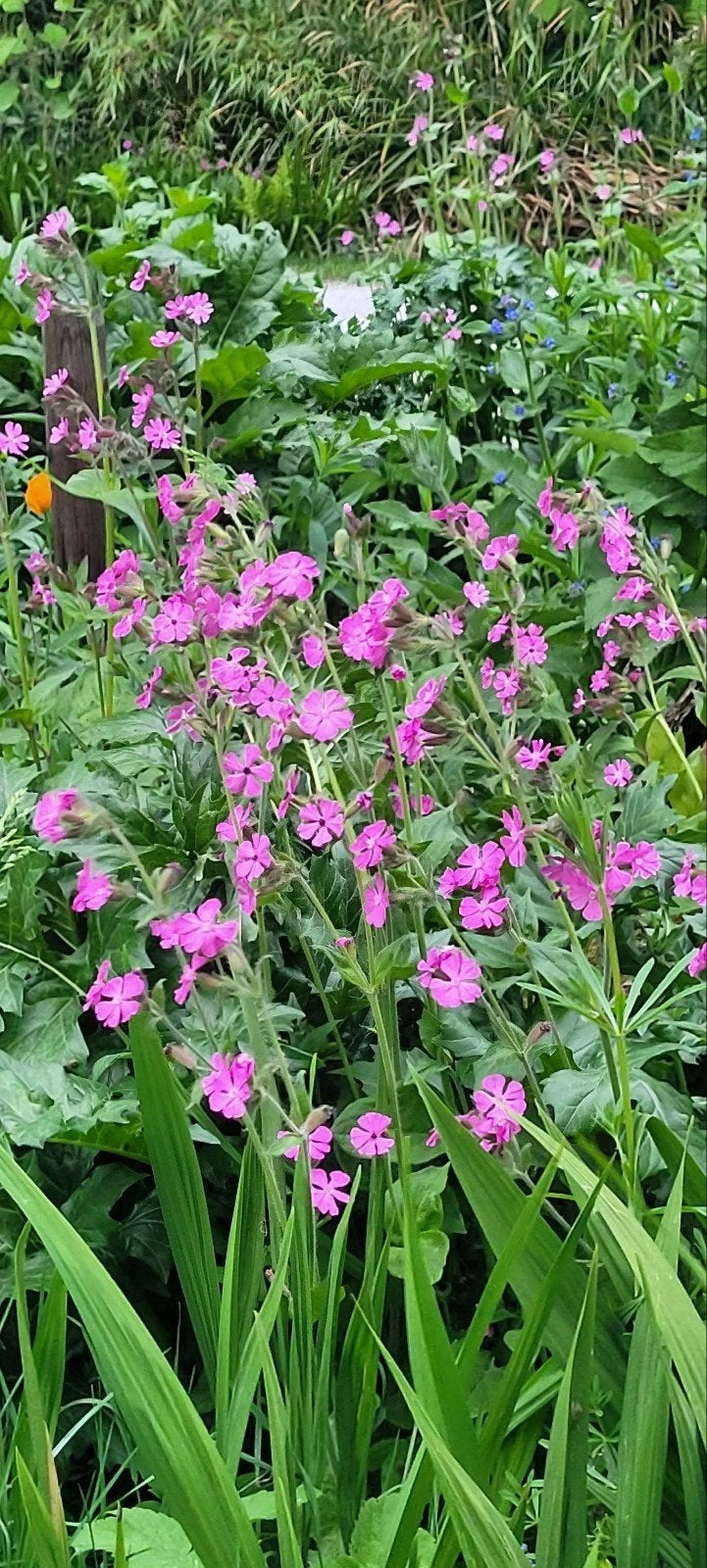 Dagkoekoeksbloem en hertshooi, Ophalen, Volle zon
