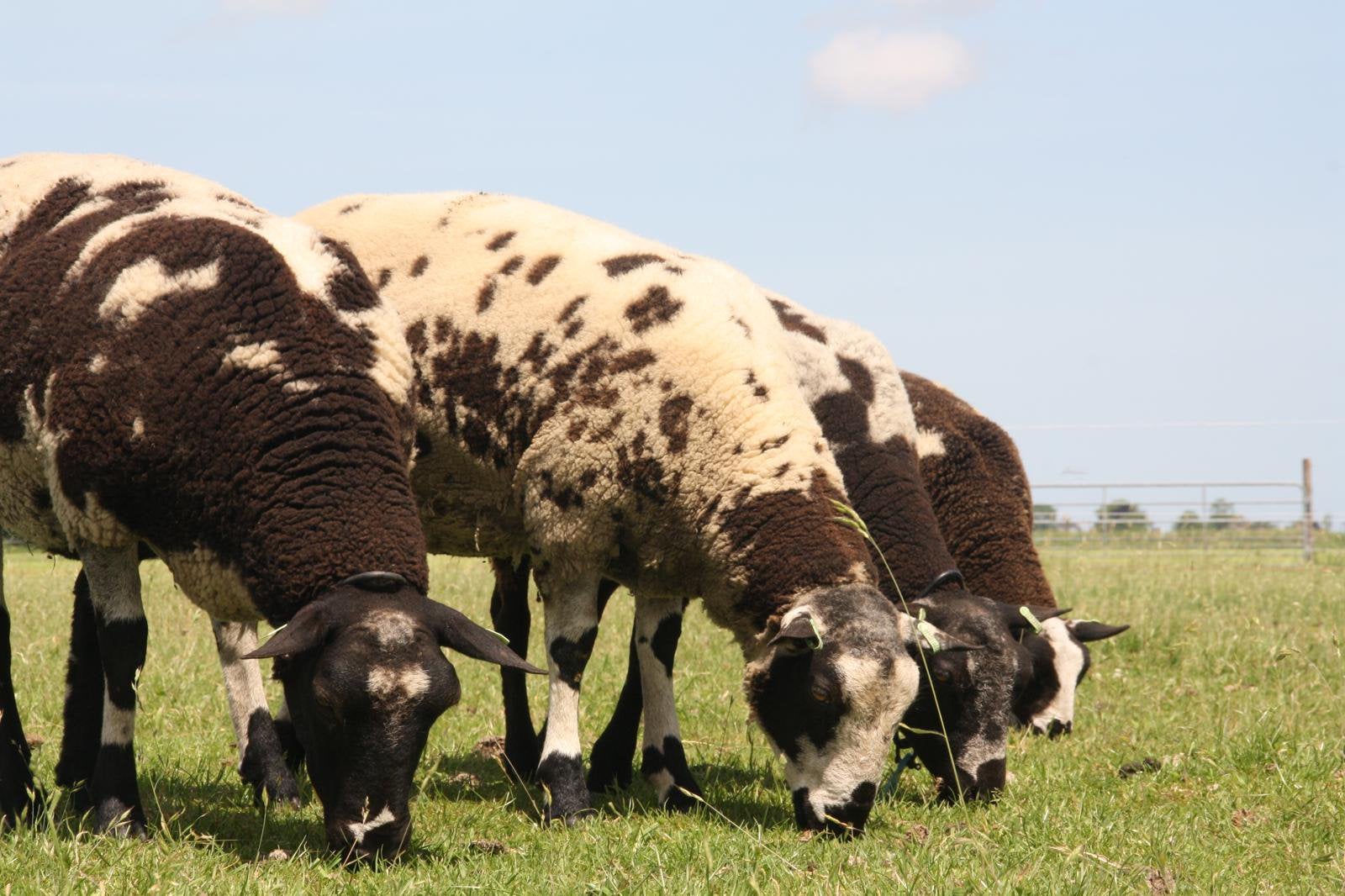 Koppel bonte schapen, Meerdere dieren, Schaap