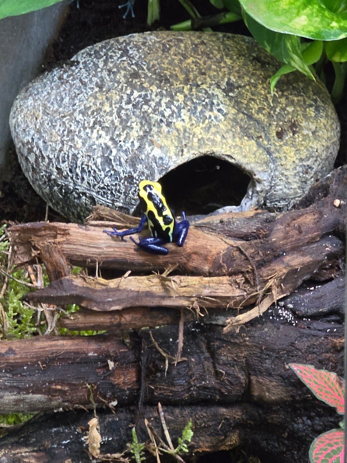 Prachtige pijlgifkikkers (Dendrobates tinctorius) Frog photo 3