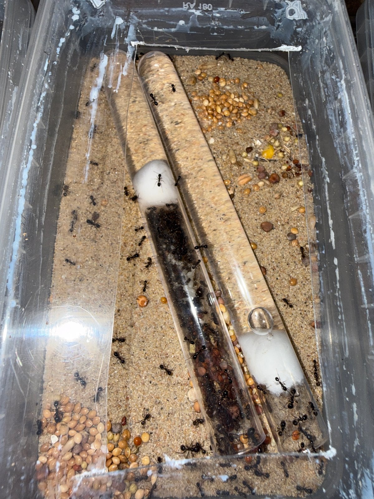 Messor barbarus mieren kolonie 200W