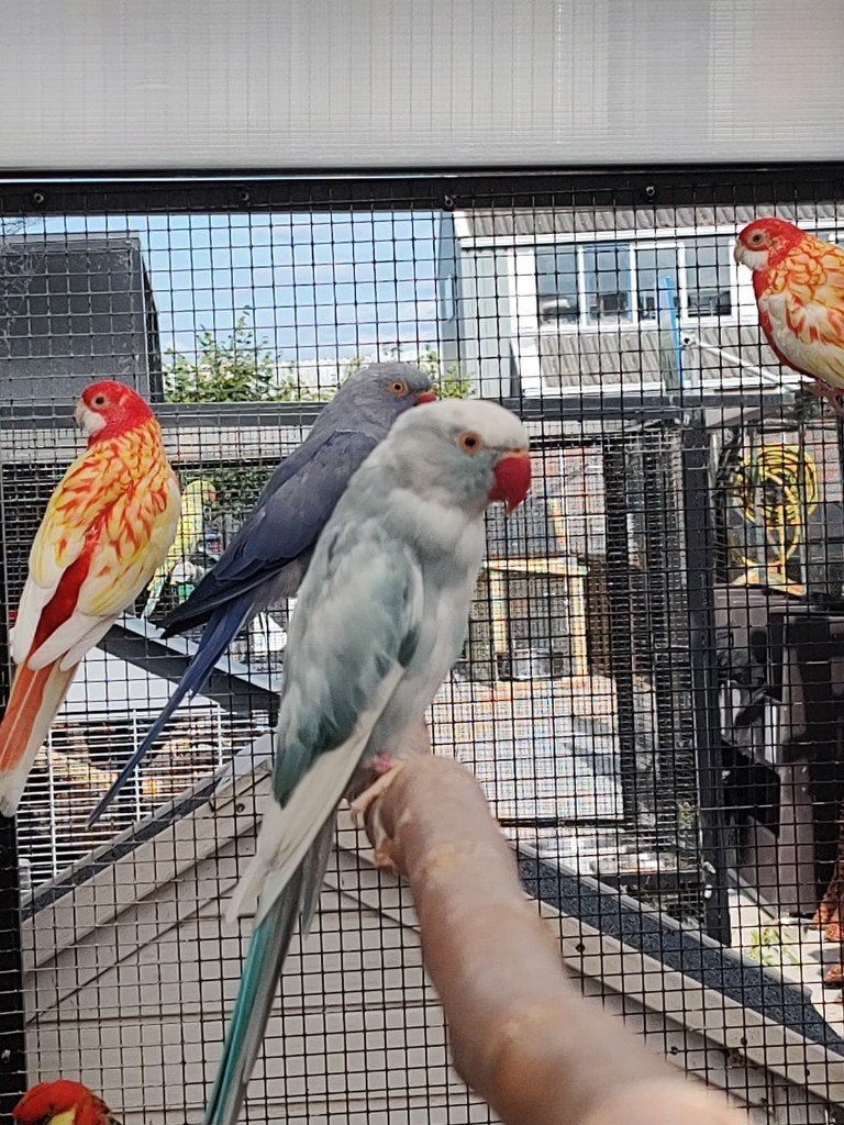Mooi broedkoppel recessief bonte halsbandparkieten, Meerdere dieren, Parkiet, Geringd
