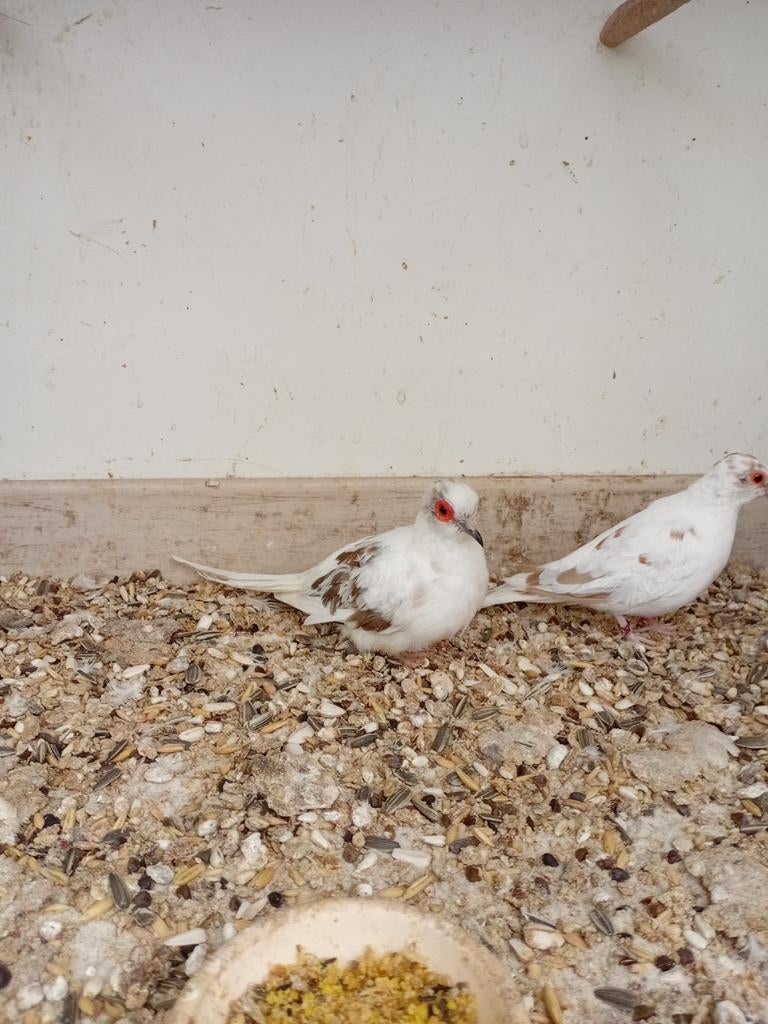 Diamant duiven, Meerdere dieren, Overige soorten