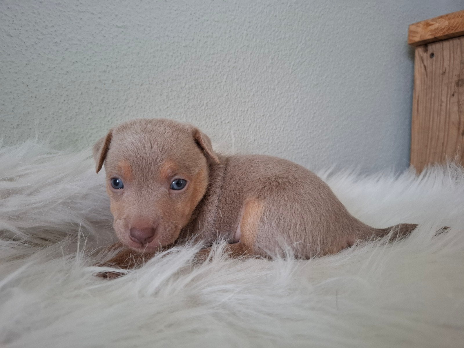 Prachtige jack russel pups zoeken een gouden mandje, Jack Russell Terriër, 8 tot 15 weken, Parvo, Meerdere