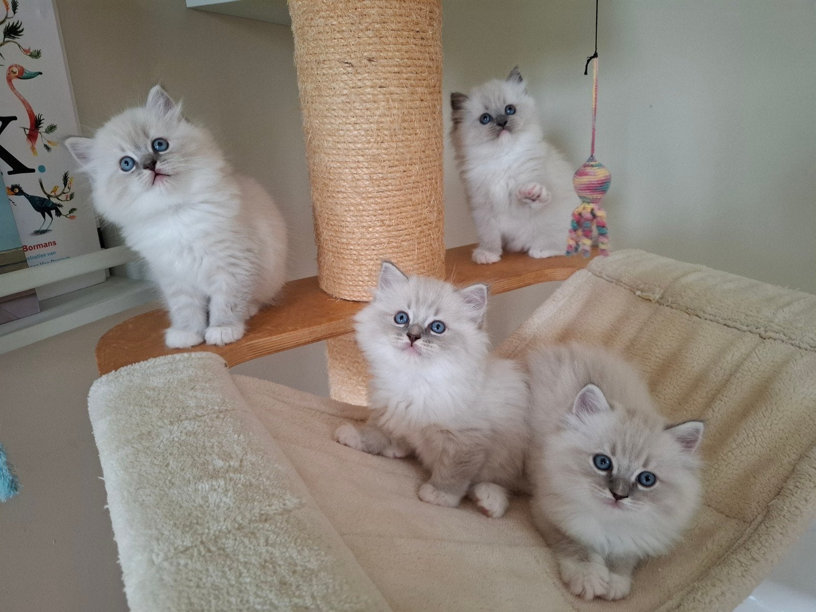 Prachtige en lieve ragdollkittens zoeken een liefdevol huis, Meerdere dieren, Langharig, 0 tot 2 jaar