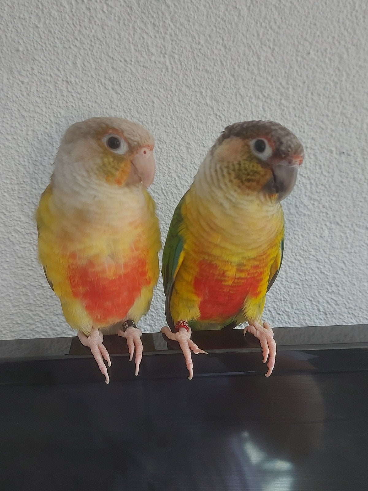 Koppel zeer tamme Pyrrhura's, Meerdere dieren, Parkiet, Tam