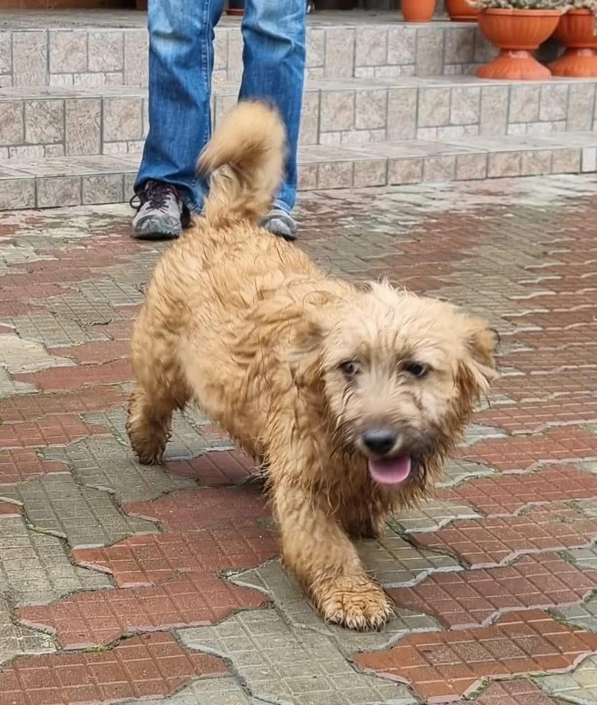 SAM, MENSGERICHT, VROLIJKE, PUP, REUTJE, KLEINE MIDDELMAAT, Dieren en Toebehoren, Honden | Niet-rashonden, Particulier, 15 weken tot 1 jaar