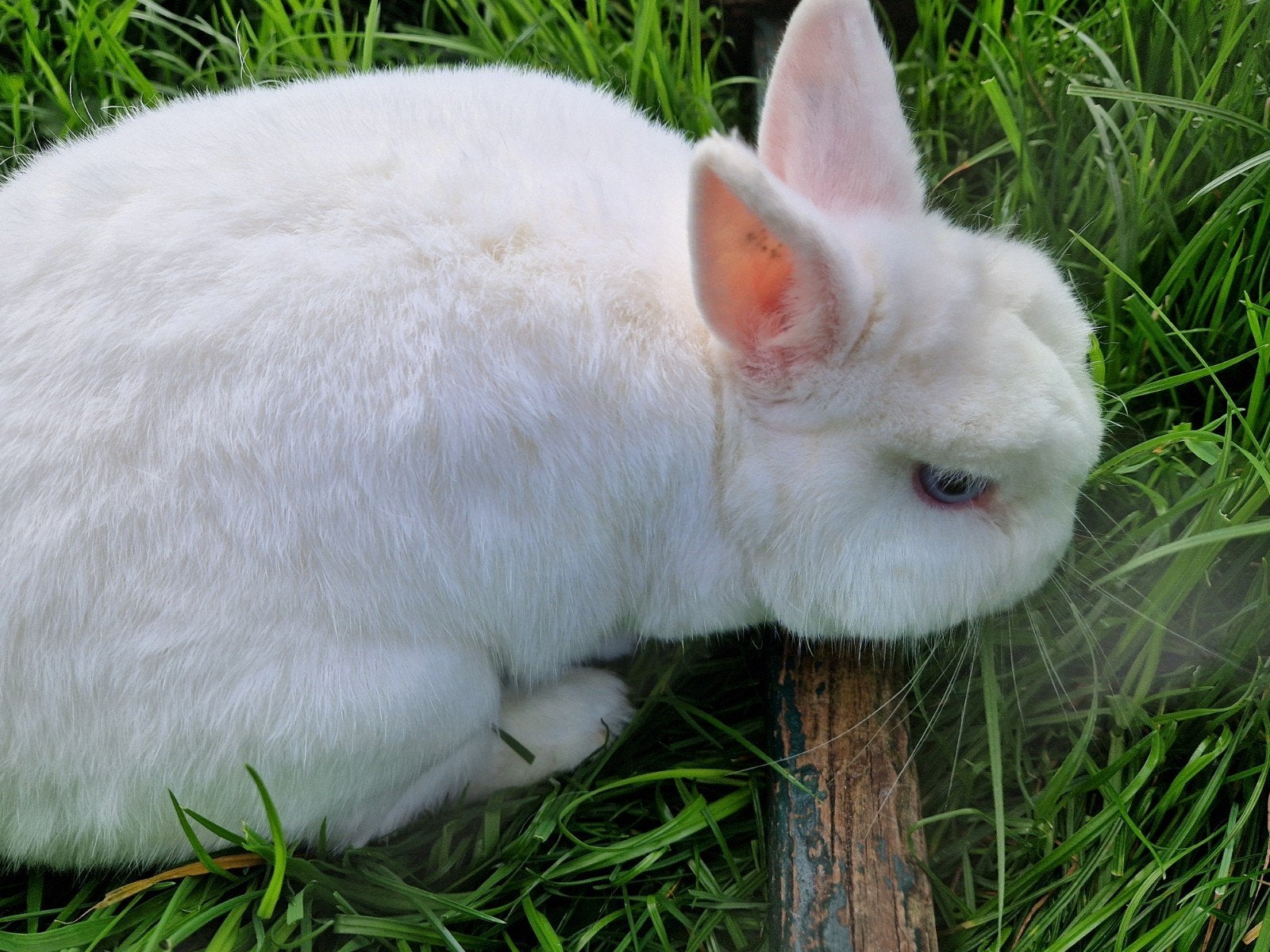 pooltje, Dieren en Toebehoren, Mannelijk, Dwerg