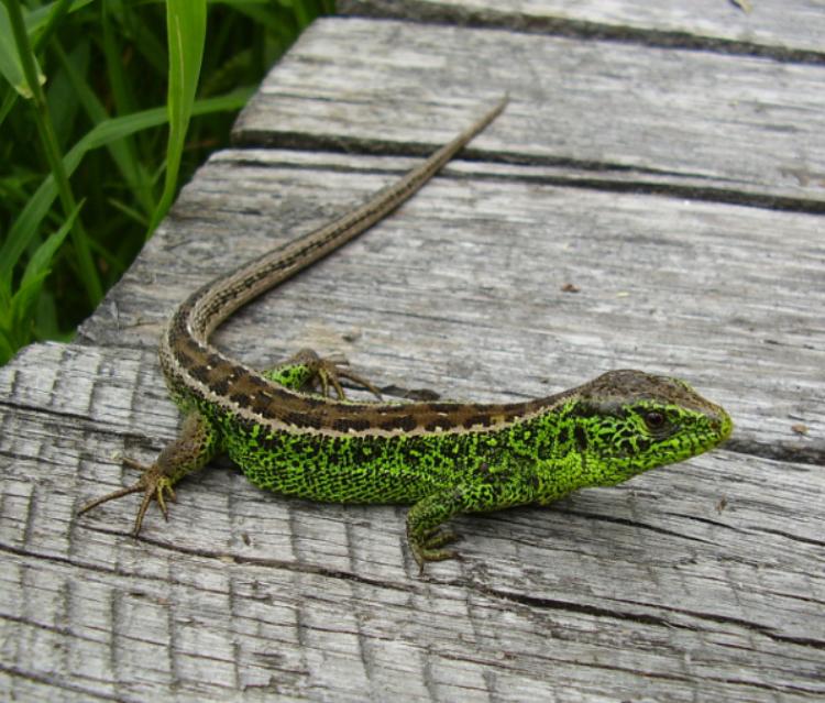 Gezocht adult 1.0 lacerta agilis agilis, Dieren en Toebehoren, Hagedis, 3 tot 6 jaar