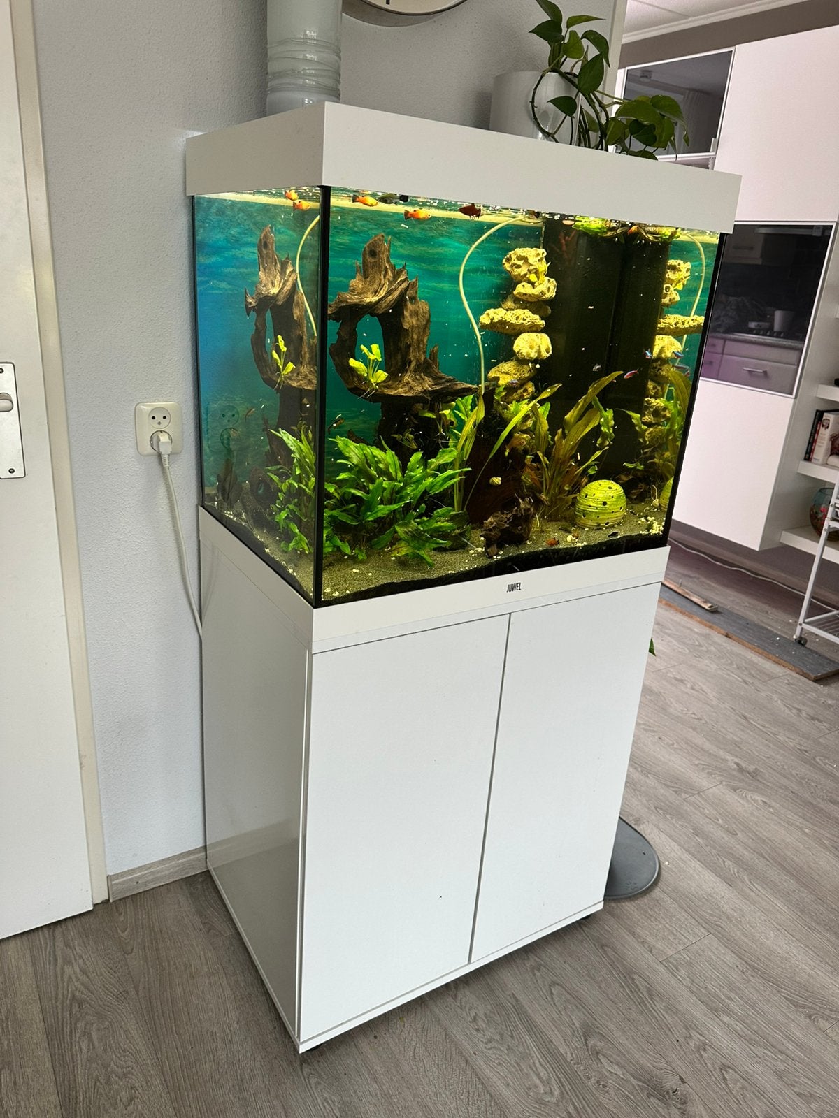 Compleet aquarium juwel Lido 200, Ophalen, Zo goed als nieuw, Gevuld zoetwateraquarium