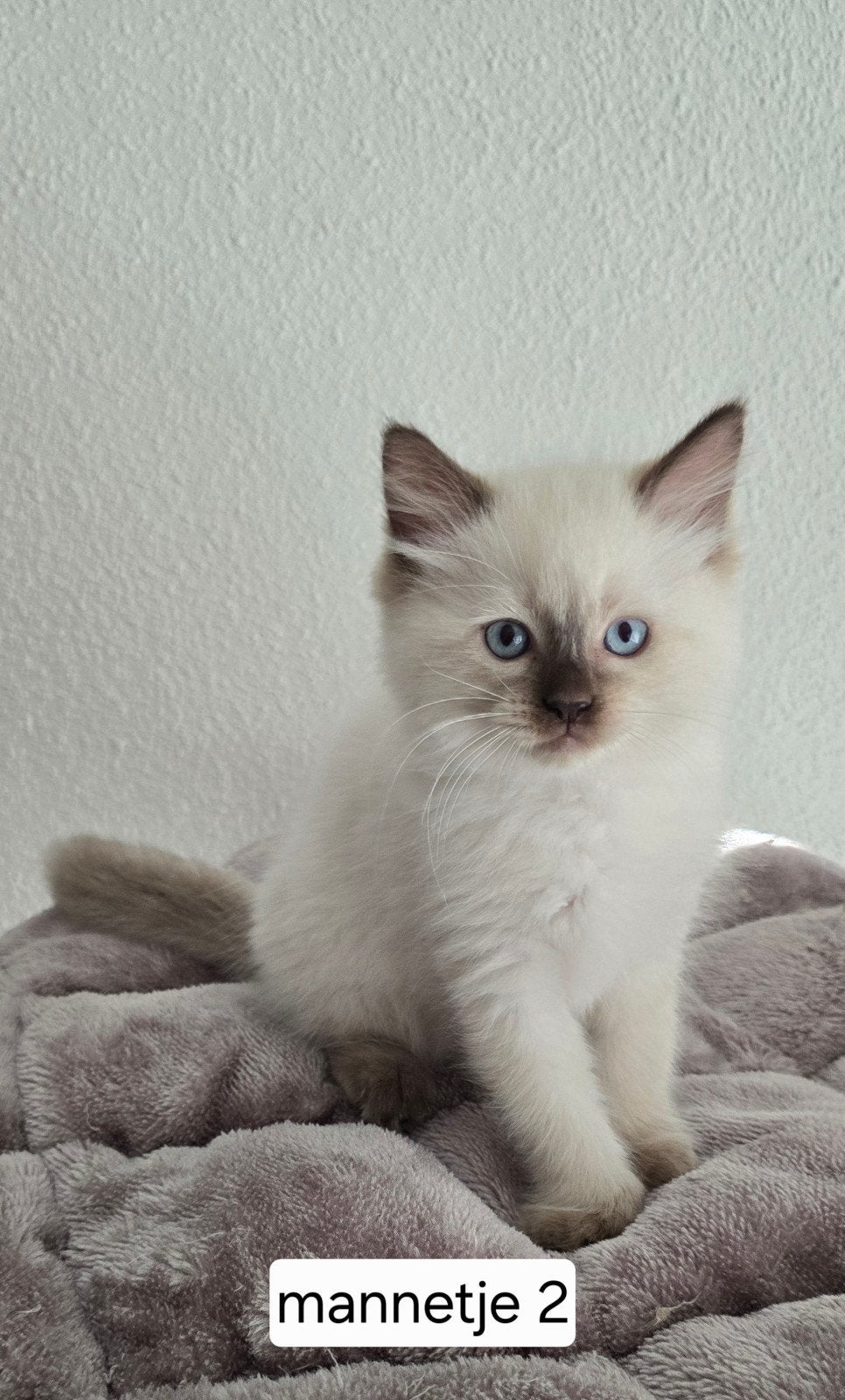 Ragdoll kittens, Meerdere dieren, Gechipt, 0 tot 2 jaar