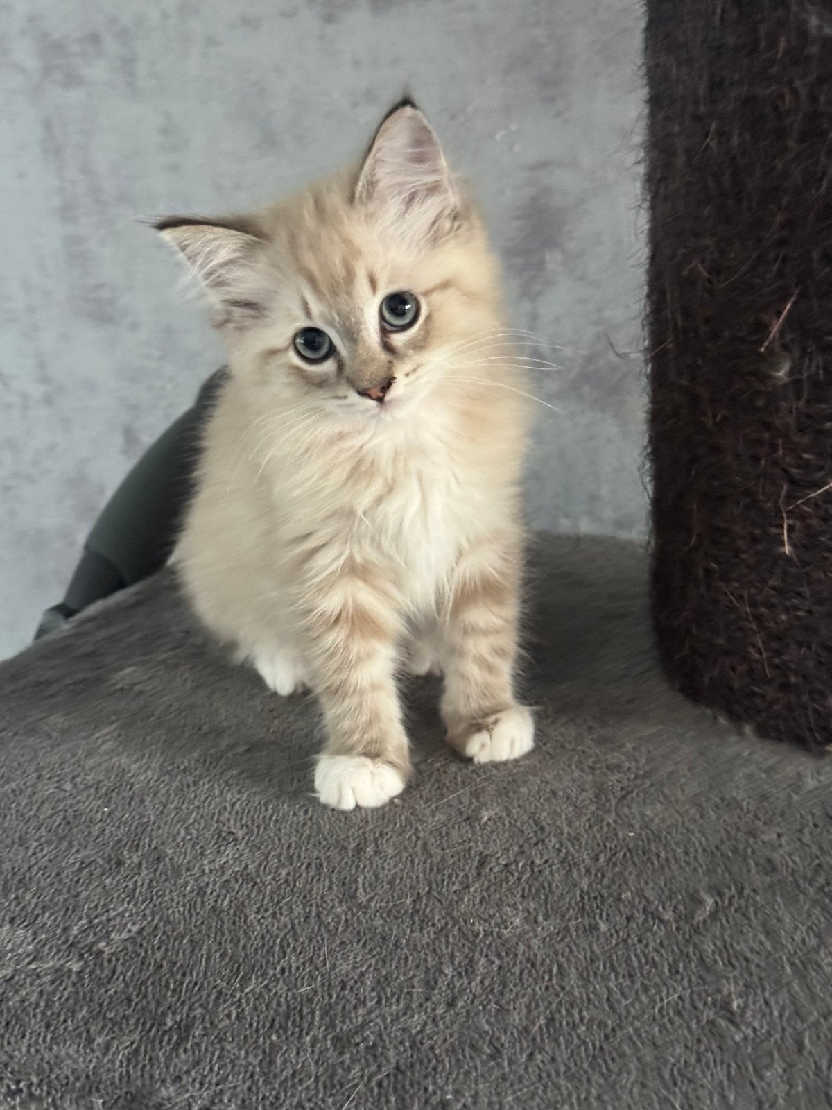 Ragdoll kittens met stamboom, Meerdere dieren, Met stamboom, 0 tot 2 jaar