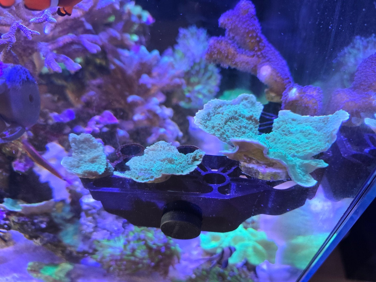 Groene plaatvormige Montipora, Dieren en Toebehoren, Vis, Zoutwatervis