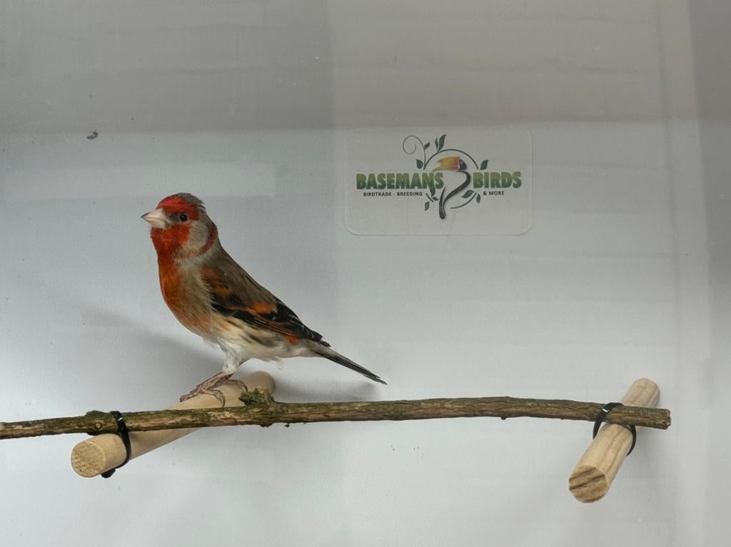 Bastaard putters TOP zangers!, Mannelijk, Wildzangvogel, Geringd