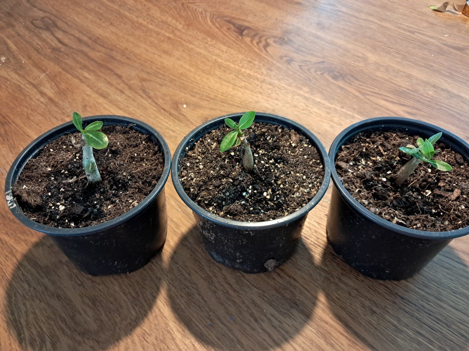 Woestijnroos (Adenium Obesum) - 3 stuks, kleur verrassing, Huis en Inrichting, Kamerplanten, Overige soorten, Bloeiende kamerplant