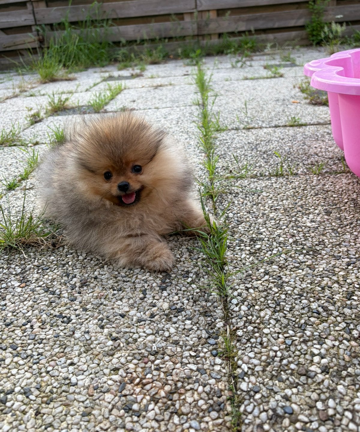 Mini pomeriaan Yasmin, Dieren en Toebehoren, Honden | Poolhonden, Keeshonden en Oertypen, Particulier, 15 weken tot 1 jaar, Overige rassen