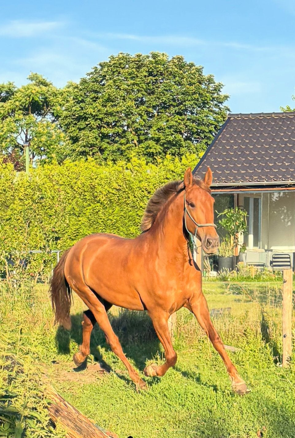 Meerdere PRE Andalusier s wegens inkrimping, Dieren en Toebehoren, Paarden, Met stamboom, Dressuurpaard, 0 tot 2 jaar, Onbeleerd