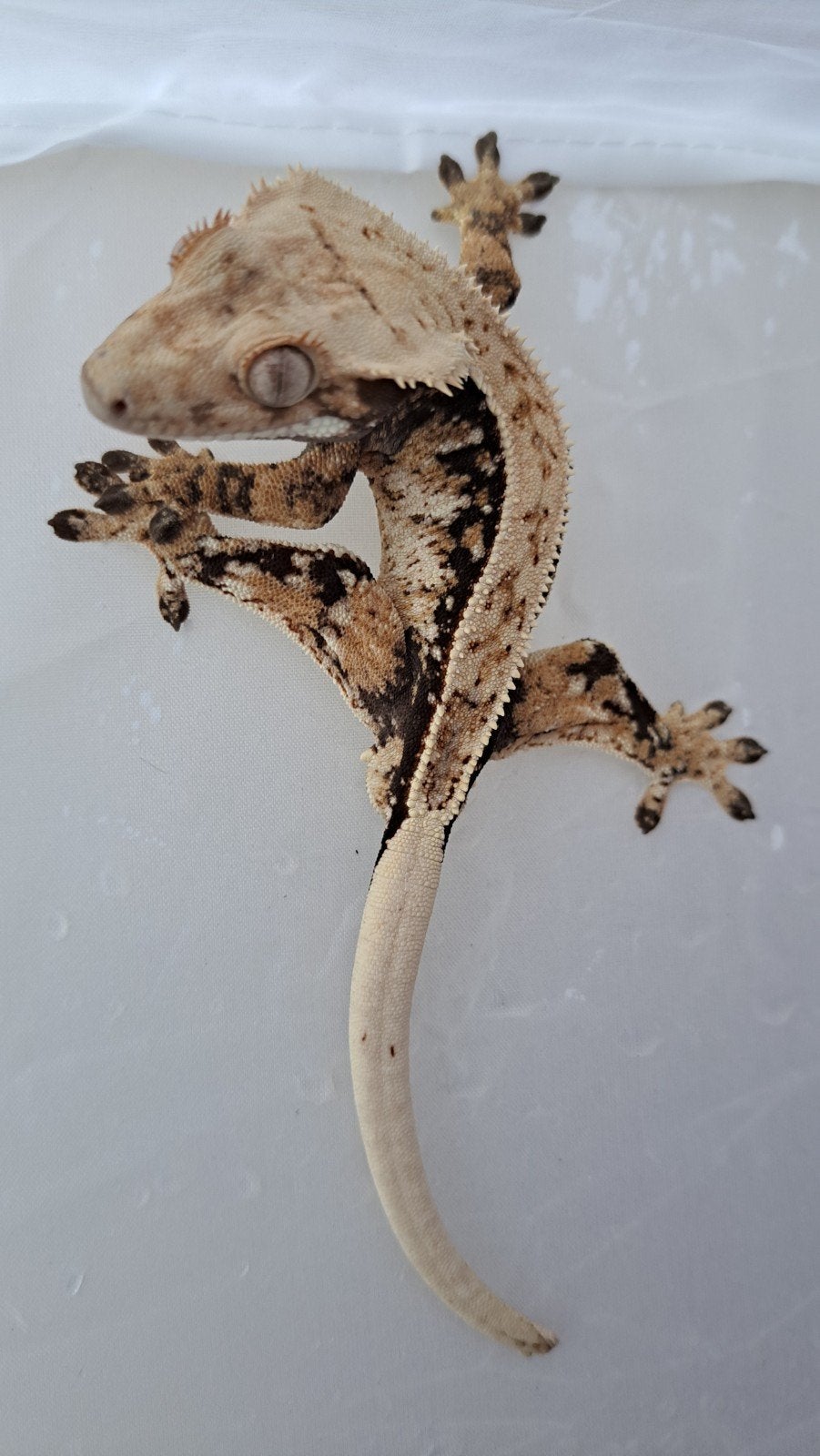 wimpergekko man tricolor 27 gram, Dieren en Toebehoren, Hagedis, 0 tot 2 jaar