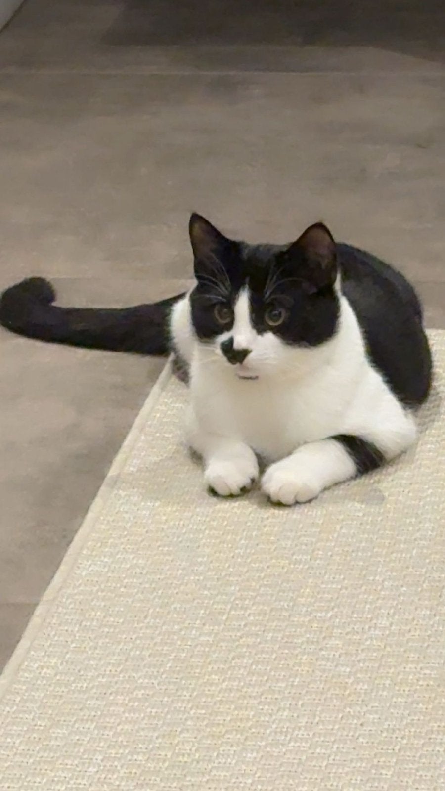 Jong kat van 1 jaar oud zoekt nieuw huis, Kater