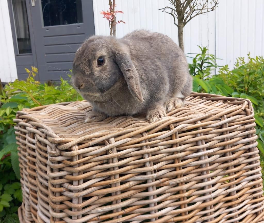 Mooi lief nhd hangoor konijntje, Dieren en Toebehoren, Vrouwelijk, Dwerg, Hangoor, 0 tot 2 jaar