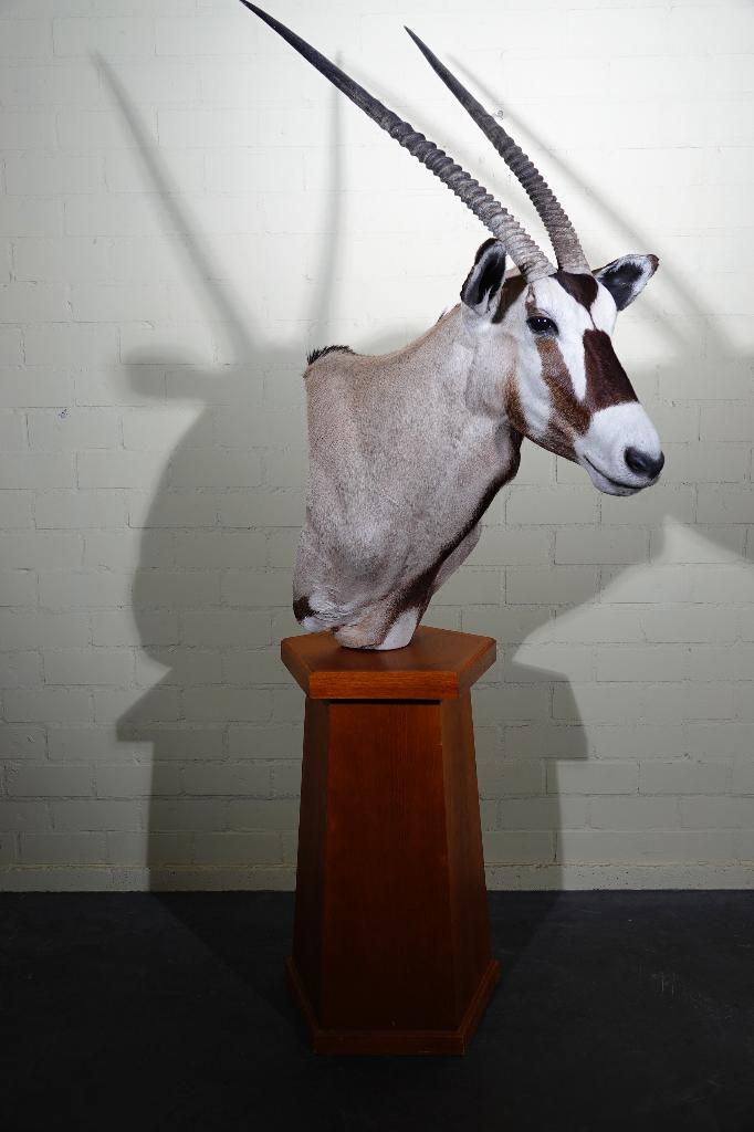 spiesbok taxidermy oryx op pedestal opgezette, Ophalen, Zo goed als nieuw, Hert, Gewei of Kop