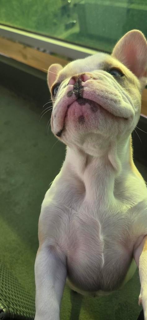 Franse bulldog, Dieren en Toebehoren, 15 weken tot 1 jaar, Reu, Parvo, Bulldog