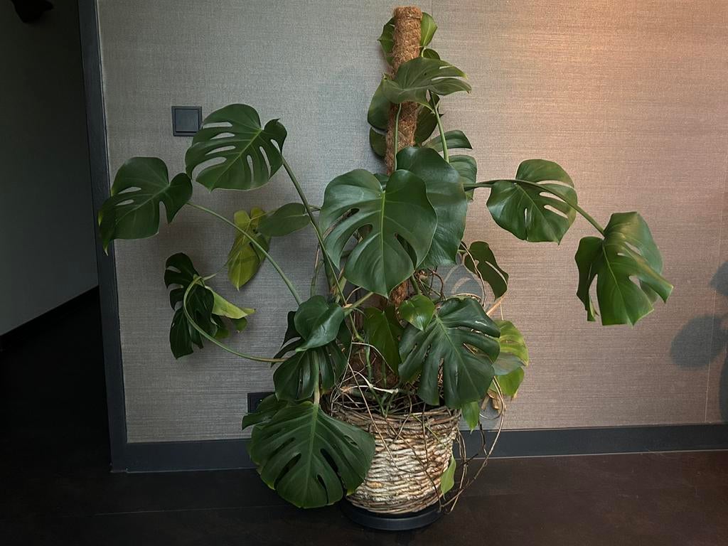 Grote monstera kamerplant, Ophalen, 100 tot 150 cm, Overige soorten, Halfschaduw