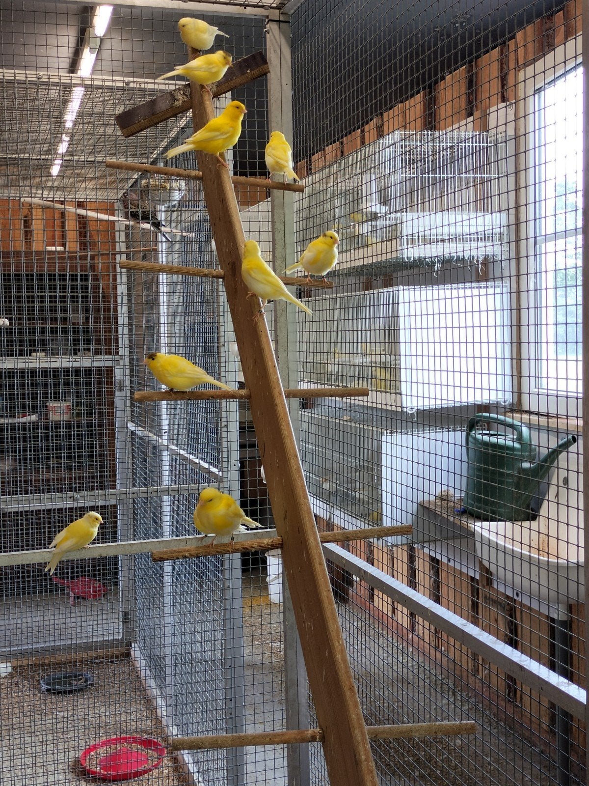 Kanaries geel, Meerdere dieren, Kleurkanarie