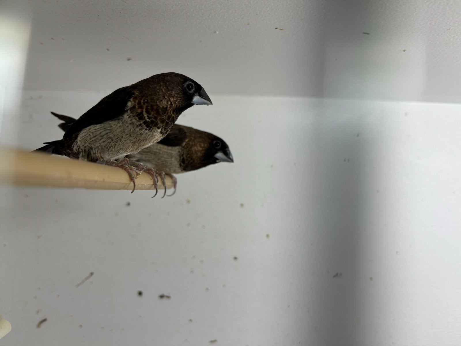 Japanse meeuwtjes, Meerdere dieren, Tropenvogel