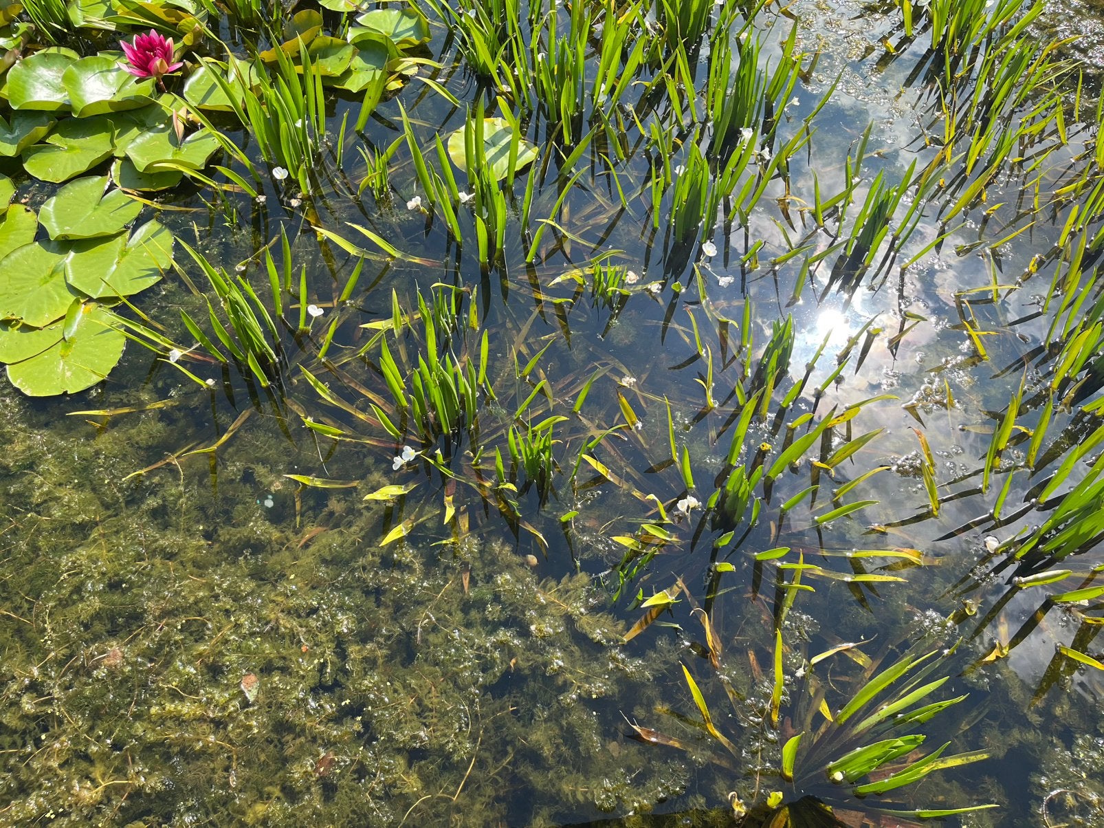 Krabbescheer, Tuin en Terras, Vijvers, Ophalen