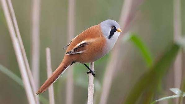 Nog 2 Koppel baardmannetjes, Dieren en Toebehoren, Meerdere dieren, Wildzangvogel, Geringd