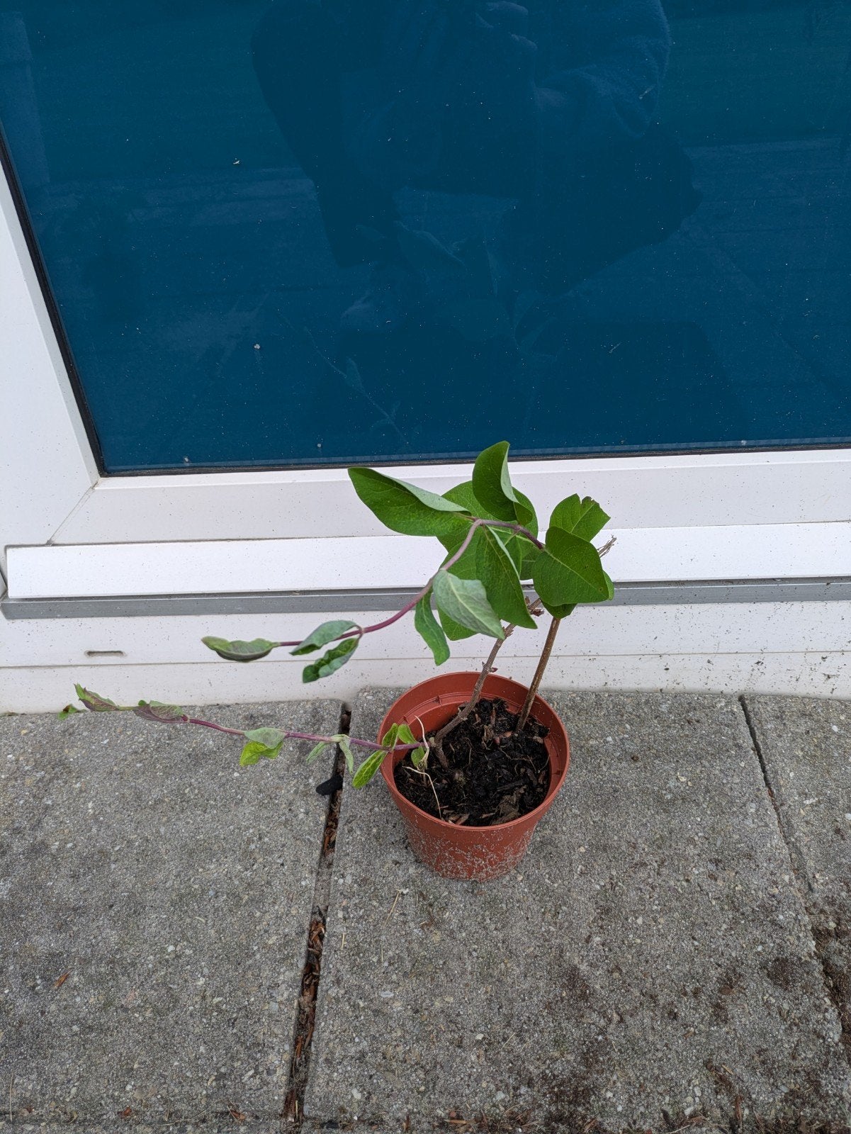 Kleine Kamperfoelie (Lonicera Belgica Select), Vaste plant, Ophalen of Verzenden, Halfschaduw, Klimplanten