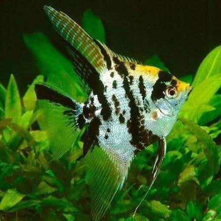 maanvis koi 4/5 cm €7,50, ., Overige typen, Nieuw, Ophalen of Verzenden
